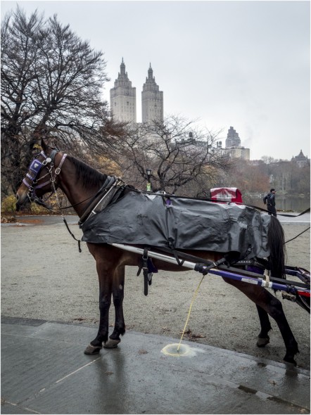 **Central-SanRemo-Horse-PISS!! copy