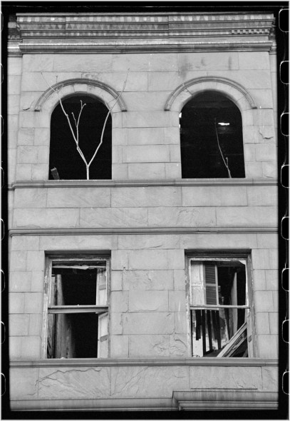 harlem-tree-matt-weber