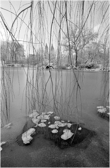 central-park-winter
