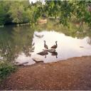 Geese Central Park 2012