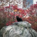Black Cat Central Park 2016