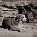 "Blind Dog" Harlem 1988