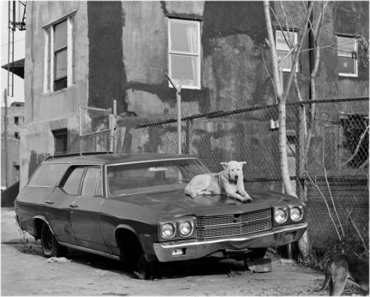 Old Dog on Chevy 1986