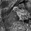 Baby Seagull Alcatraz