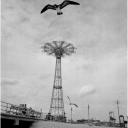 Parachute Jump and Gull 